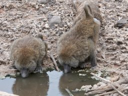 Western_Corridor2009-55